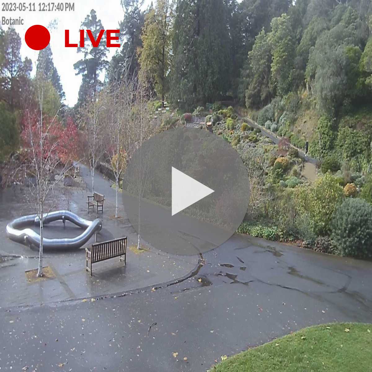 5 Best Dunedin cams HD, Live 24/7